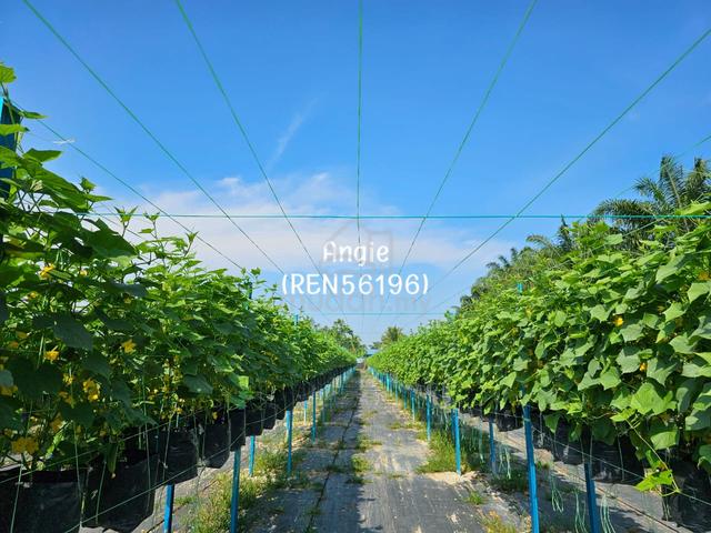 Vegetables Fertigation Farm Kuala Selangor For Sale 1