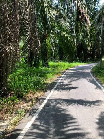 FREEHOLD [5 Acr Kebun Sawit] Kuala Selangor Selangor 1