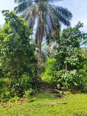 7.88 Ekar Tanah Sawit FELCRA Bukit Che Hawa Dungun Untuk Dijual 1