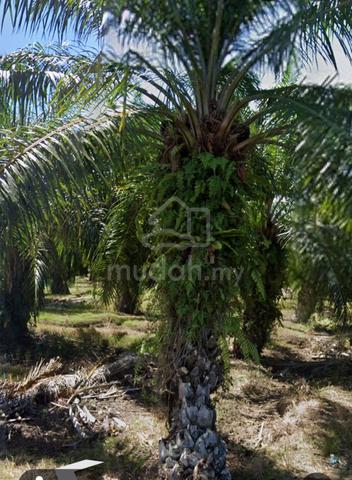 LAND FOR SALE | 土地出售 (Pond on site ,110 oil palm trees planted) 1