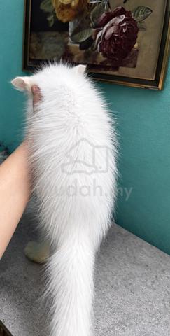 Scottish mix parsi kitten - photo 3 of 3