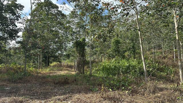 TANAH KEBUN 4.2 EKAR TANAM DURIAN DAN POKOK BUAH / Nyalas jasin Melaka 3
