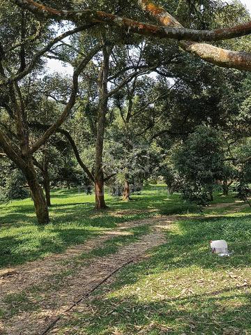 Musang King Estate 4