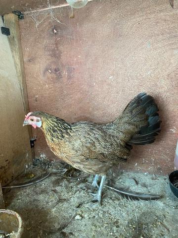 Ayam hutan betina - photo 3 of 4