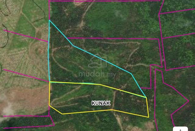 Oil palm | Nt Kunak | for sale 1