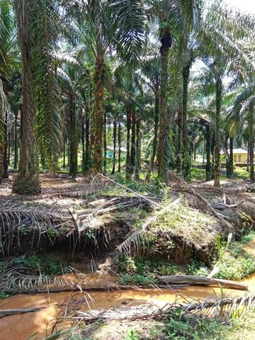 Land Agriculture @oil Palm@Johor 1
