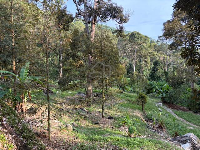 Durian Orchard Land For Sale at Sungai Rusa, Balik Pulau,Penang -Terra 1