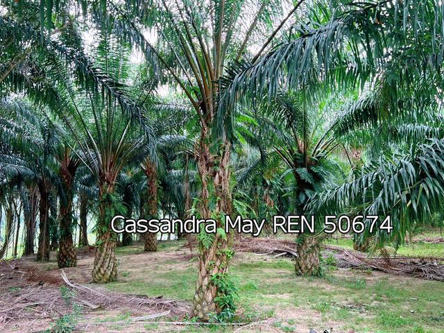 Freehold Oil Palm Land Attached with 4 storey Bird Nest House at Jasin 1
