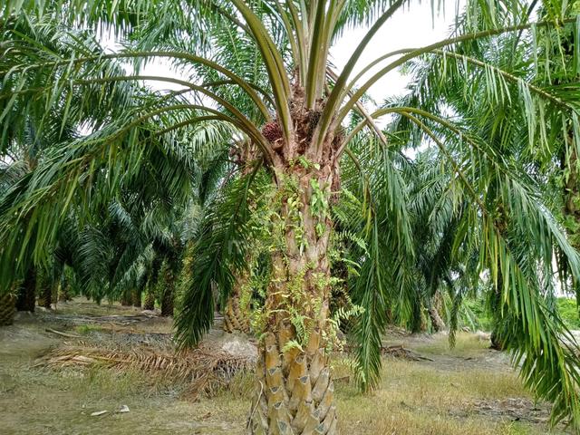 2.5 Ekar Tanah Kelapa Sawit Kg Batu Bakar Buloh Kasap Segamat Johor 1