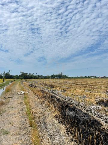 Tanah First Grade , Sawah Padi 5