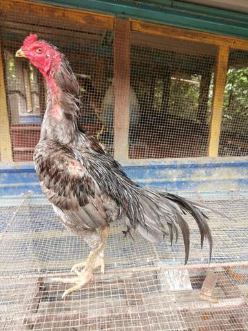 Ayam - photo 3 of 3