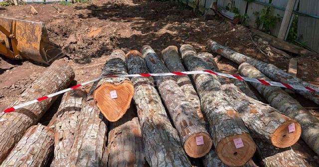 Marking Timber Logs Bintang Hijau, Larut Matang Selama, Taiping Perak 1