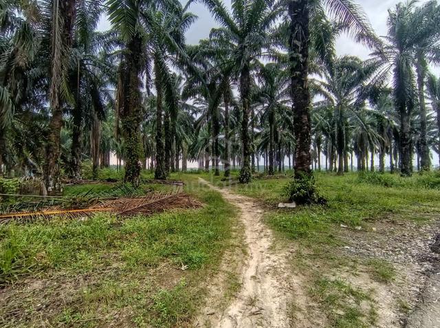 Tanah Di Mukim Sidam Kanan, Kulim, Kedah 1