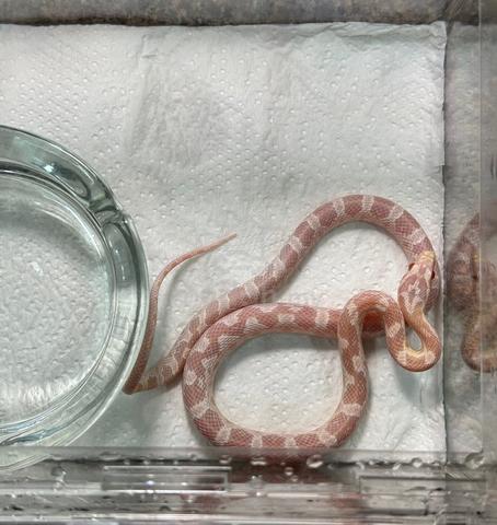 Carousel Image Selected
