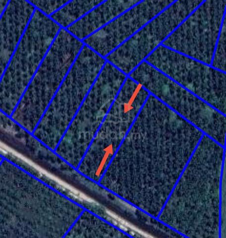 Kebun Sawit Nak Jual Semujok, merlimau 1