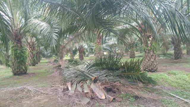Palm Oil Plantation For Sale 1