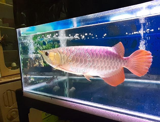 sr local arowana