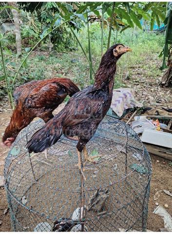 ayam ratu nokdeng  - photo 2 of 5