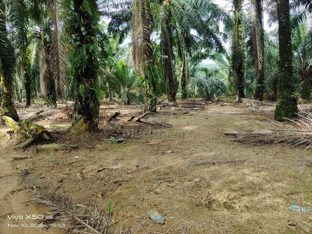 Agricultural Land for Sale, 4.97 Acre(s), Linggi, Negeri Sembilan ...