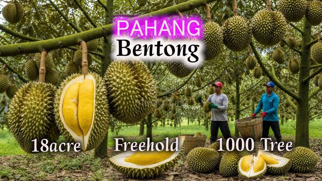 Pahang Bentong Freehold 18acre Durian Land 1000 Tree Musang King 1