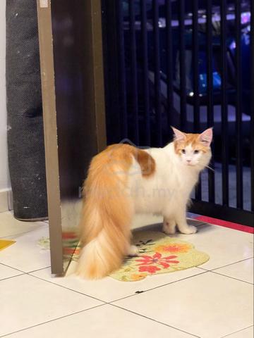 Carousel Image