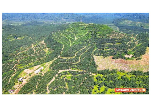 Oil Palm Plantation Land | Quinhill Balung Area [Replanted] 1