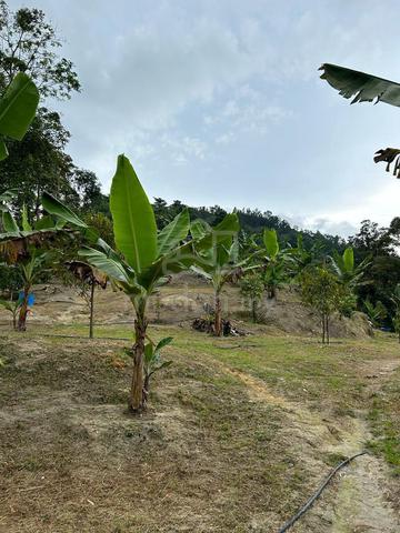 Freehold Teluk Kumbar Bayan Lepas Agricultre Land - Durian/Pvt Retreat 1