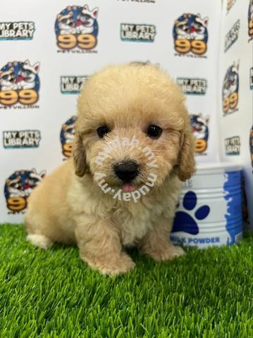 toy poodle mudah