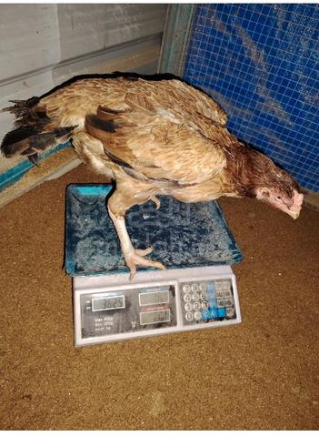 ayam cross aseel  - photo 4 of 4