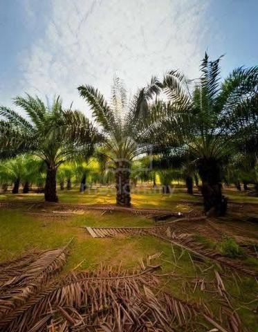 Dato Sellathevan Road Section 36 Shah Alam agriculture land 4.5 ares 1