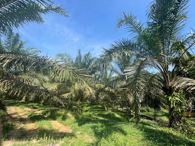Ladang Sawit Bukit Beruntung - Freehold Direct Owner 1