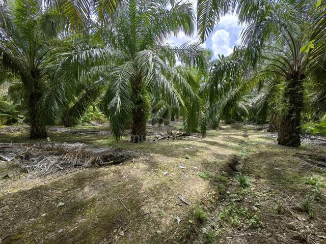 2.5 Acres Freehold Oil Palm Facing Mainroad Benta Damak Jerantut 4