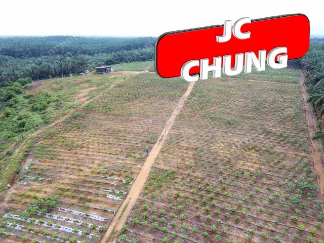 Agricultural Land | Papaya Garden丨Selama | Bandar Baharu | KEDAH 1