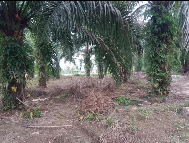 1.3 Ekar Tanah Pokok Sawit Kg Sermin Segamat Johor 1