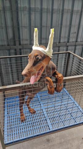 Carousel Image Selected