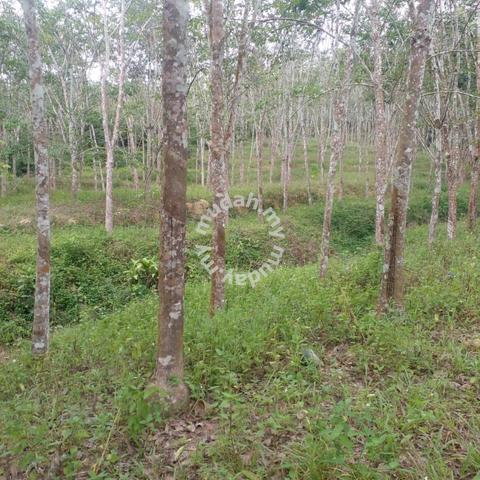Freehold Agriculture Land For Sale At Kepis,Bahau,Kuala Pilah,N.S 5