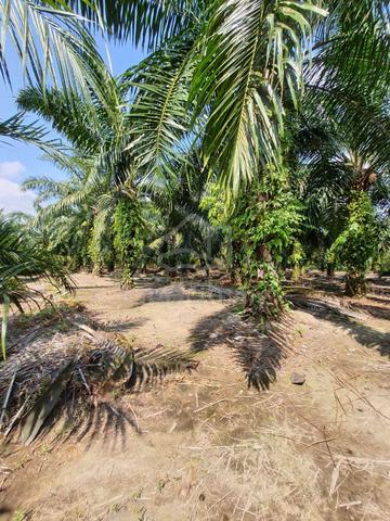 Tanah Pertanian Untuk Jual ( BUMI LOT ) - Banting Selangor 1