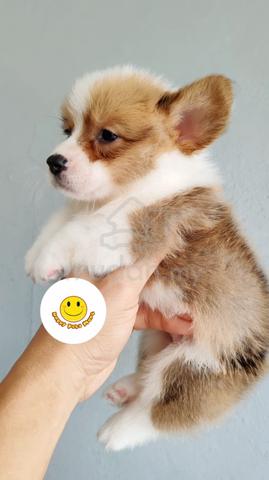 Babe Short Legs Buddy Welsh Corgi PRETTY Pets For Sale In Johor