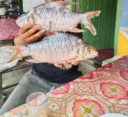 Ikan Toman Galang ikan toman galang - Food for sale in Melor, Kelantan