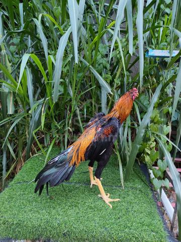 Anak muda  - photo 6 of 6