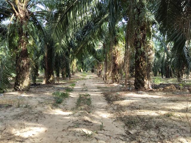 Tanah Tepi Jalan Utama Merbok Kuala Muda Kedah 1