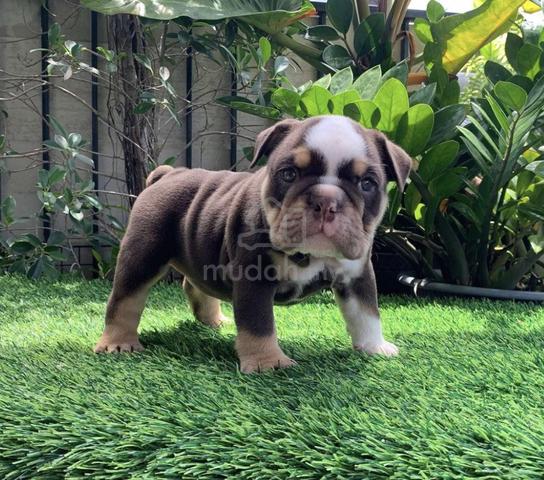 English Bulldog for sale in the city of Leszno (Poland