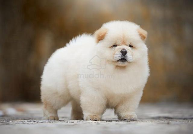 Chow Dogs Cream Smooth Coat Chow Chow Cotton Style Chow