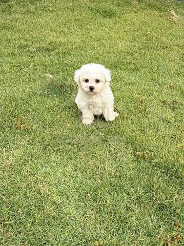 Pure Bichon puppy - photo 4 of 6