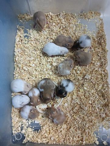 hamster syrian  - photo 3 of 5