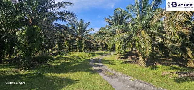 17.9 acrse First Lot Palm oil Land at Tapah, Perak 1