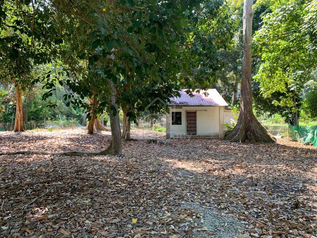 Penang Balik Pulau durian orchard land Over 50,000 sqft for rent 1