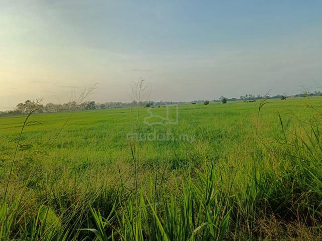 tanah sawah tepi jalan utama  1