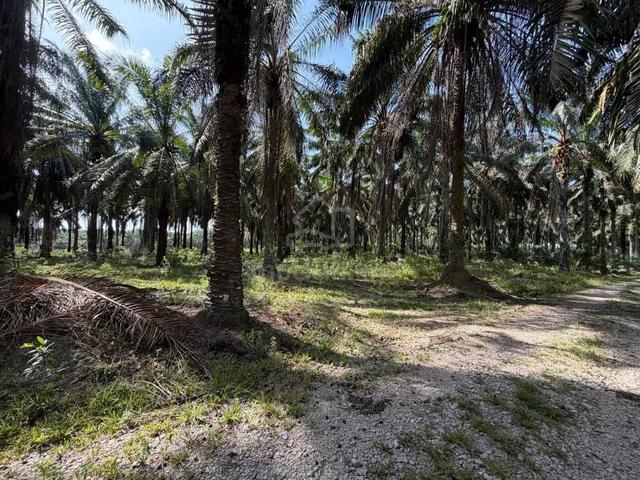 Negeri Sembilan Pekan Titi Agricultural Land 1