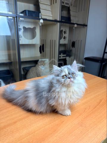 Napoleon Munchkin - photo 2 of 6